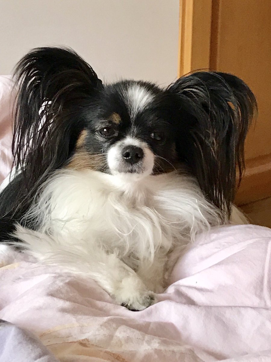 JanaHazelnut's tweet photo. Si vous ne connaissez pas l’épagneul nain continental, je vous présente la mienne. Elle s’appelle Jana @JanaHazelnut C’est une mini de 5 ans #chien #dog #papillon #epagneul https://t.co/YqwC4cSdu5
