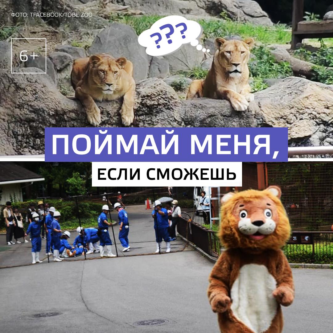 Необычный инцидент на тренировках полиции вызвал смех и смятение