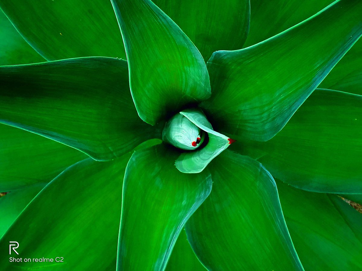realme_ph's tweet photo. There’s so much art living among nature. Capture it all with the powerful camera on your #realmeC2.

Don’t forget to share your #ShotOnrealmeC2 photos with us, Squad! Just use the official hashtag, and we might just feature your photos on our page! #RealEntryLevelKing https://t.co/YA1UACiqSa