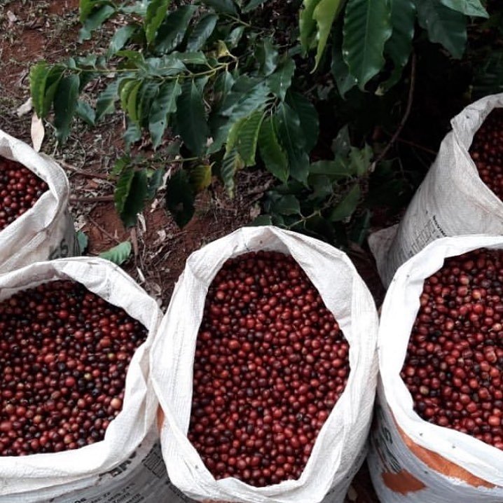 Such a pleasing sight! Freshly harvested Brazilian Fazenda Bom Jesus coffee cherries ☕ 
This is a delicious natural coffee and a result of the dedication of couple Gabriel and Flavia Lancha Oliveira. Directly traded so the farmers' get the fairest price for their beans 🙌