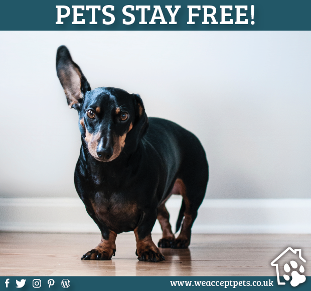 WeAcceptPets's tweet photo. Do you want your 4-legged friend to come with you on holiday but don't want spend above the odds? The you should check out our new pets stay free Pinterest board.

https://t.co/xIN3quDbid

#PetsStayFree #DogsStayFree #Pinterest #PinterestBoard #PetFriendlyHoliday #Staycation https://t.co/M51Rb4mKpe