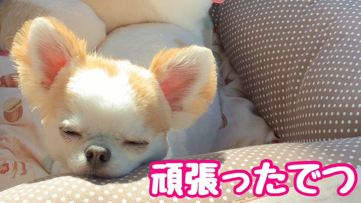 Choppi V Twitter チワワ動画 苦手な外出とトリミングで心身ともに疲れてしまった子犬チワワ T Co Pjnatdnjaw 子犬 チワワ サマーカット ミッキーカット Dog Cutedog