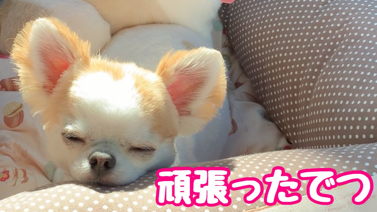 Choppi チワワ動画 苦手な外出とトリミングで心身ともに疲れてしまった子犬チワワ T Co Pjnatdnjaw 子犬 チワワ サマーカット ミッキーカット Dog Cutedog T Co Jrdorodctu Twitter
