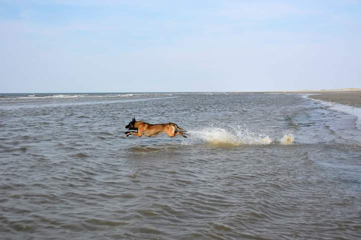 Buddy.. vliegende zeehond..
