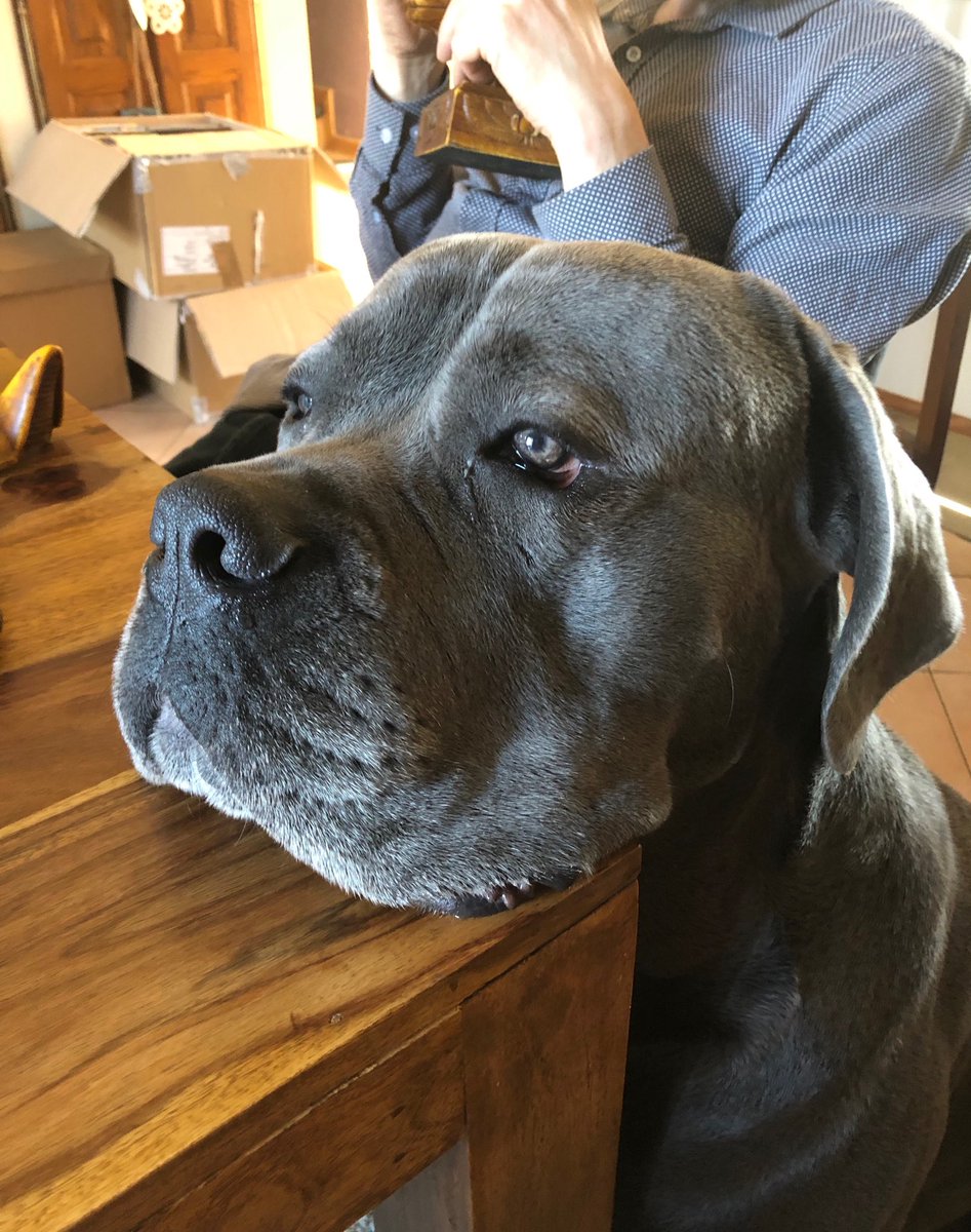 en_gibson's tweet photo. Non mais carrément la tête sur la table !!! 😱
Mon chien est vraiment troooop grand !! 😂😂 https://t.co/RjS68tONbG