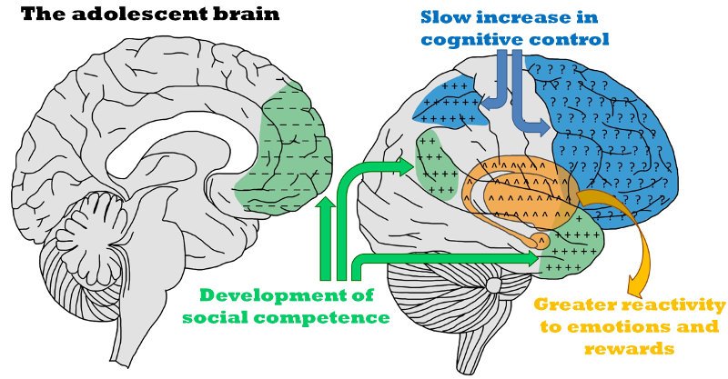 BirkbeckScience's tweet photo. More chances to #feedyourcuriosity with #BBKScienceWeek lectures – today (June 25, 5.30pm) Dr @idumontheil discusses how the #adolescentbrain develops #neuroscience
https://t.co/2AKy8x7kLI https://t.co/9JULRbZRp7