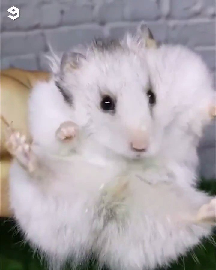 Fascinating on Twitter "Hamsters have unique, stretchy cheeks that can