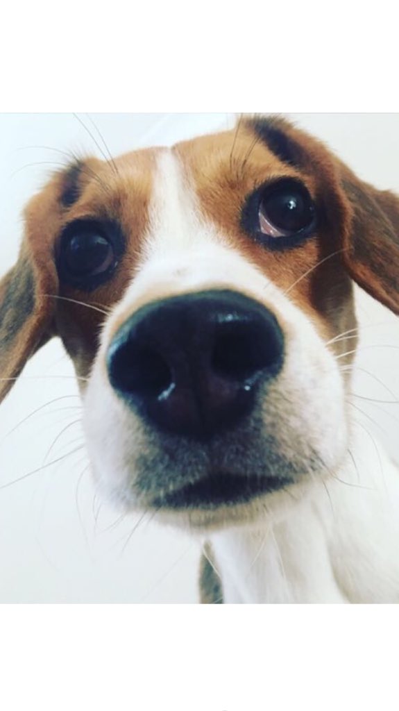blackcabbymart's tweet photo. @FinKitch Luna the lunatic #puppy #beagle 💙 https://t.co/vI5HeBLlZq