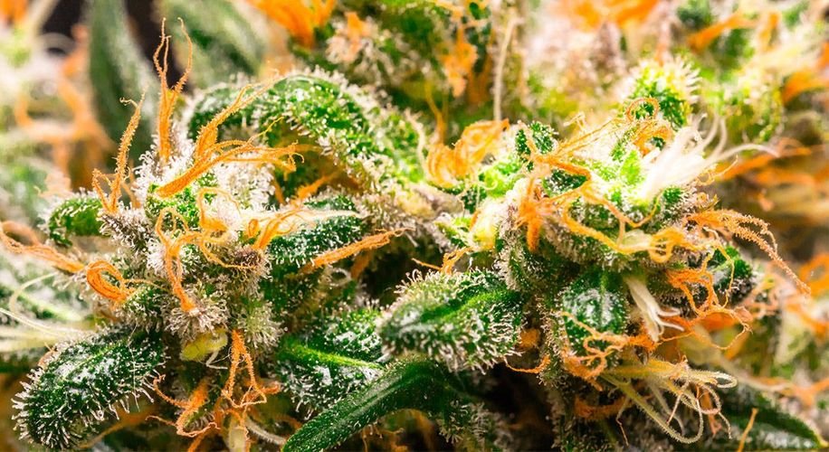 Midweeksong's tweet photo. Do you need to know about the various Marijuana seeds products. Midweek Song is providing Kush Seeds For Sale in California, USA. You may use such seed products for treating depression and anxiety related issues. #BestCannabisSeeds #BuyKushSeedsForSale https://t.co/J4p1d1zZuQ https://t.co/KRNFD7ljfW