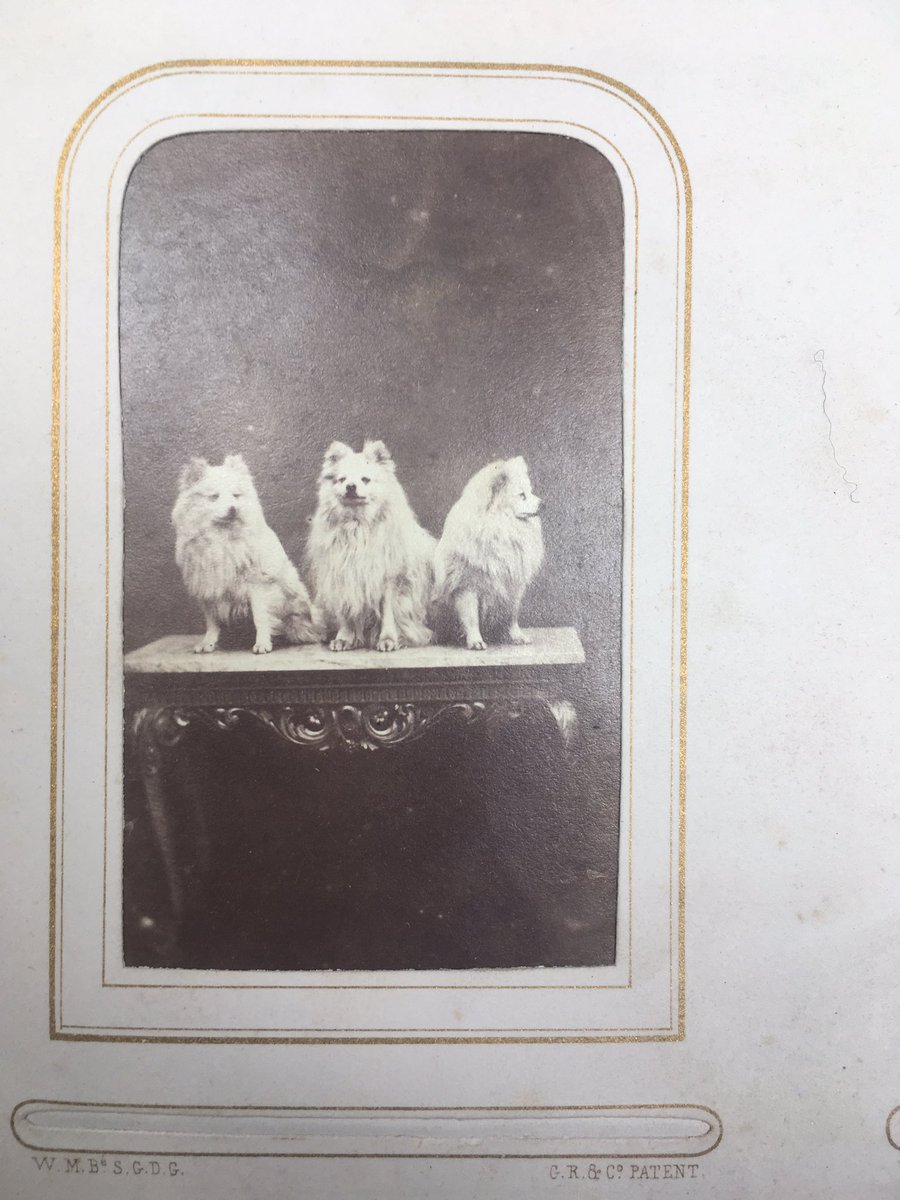AmapolaFuxia's tweet image. Good boys...from 154 years ago! 🐕😱 #dogsoftwitter #victoriandogs @NTSCollections #projectreveal