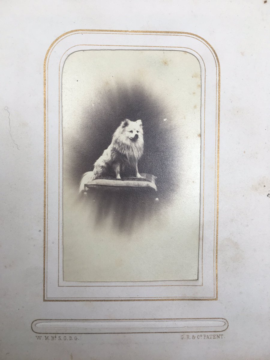 AmapolaFuxia's tweet image. Good boys...from 154 years ago! 🐕😱 #dogsoftwitter #victoriandogs @NTSCollections #projectreveal