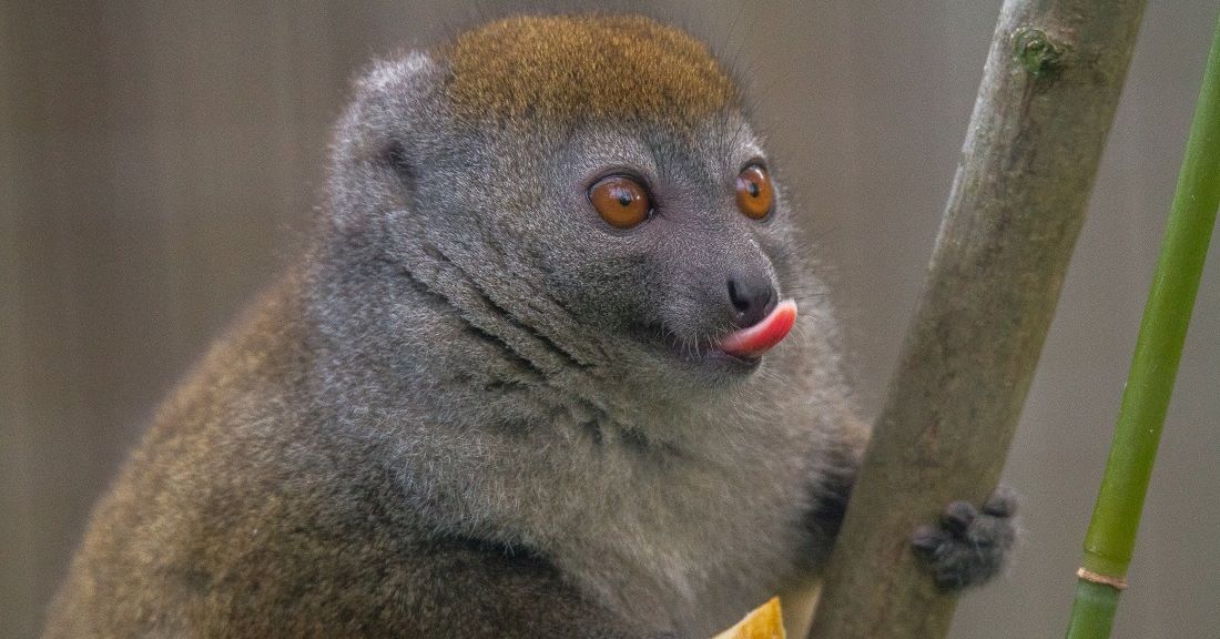 banhamzoo's tweet photo. Isnβt this the cutest #tongueouttuesday π
ever.
Credit goes to Lilly our female Sambirano bamboo lemur for being absolutely adorable ππ
#cute #thoseeyes #lemurs #prosimians #madagascar #animals #animalsofinstagram #wildlife #banhamzoo #zsea https://t.co/2844IdnbrI