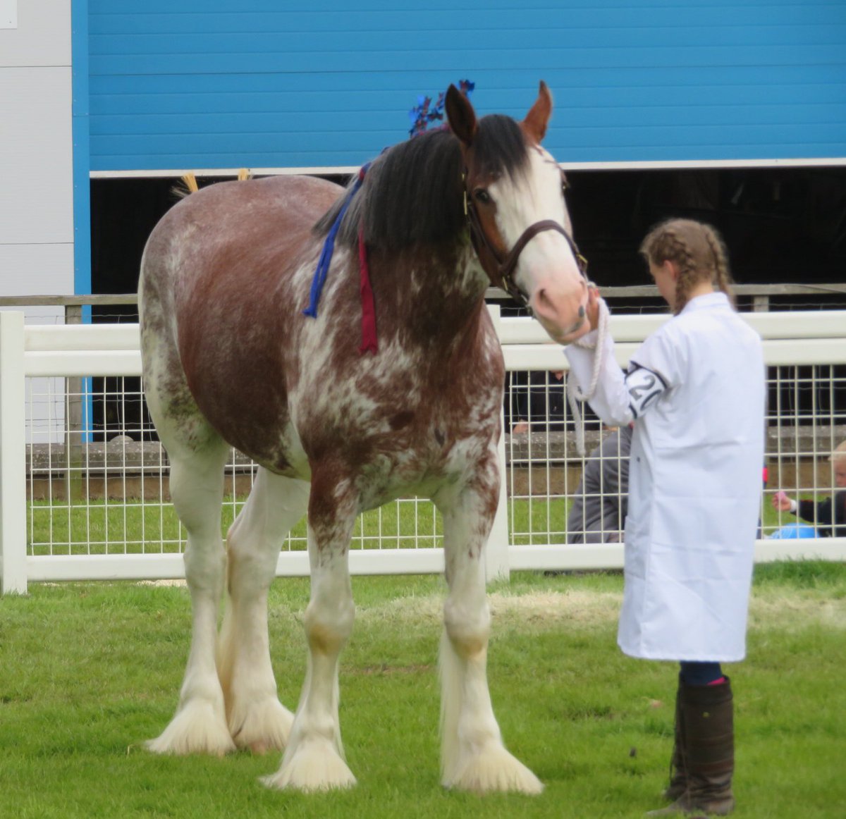 Clydesdale Young Handlers #HighlandShow