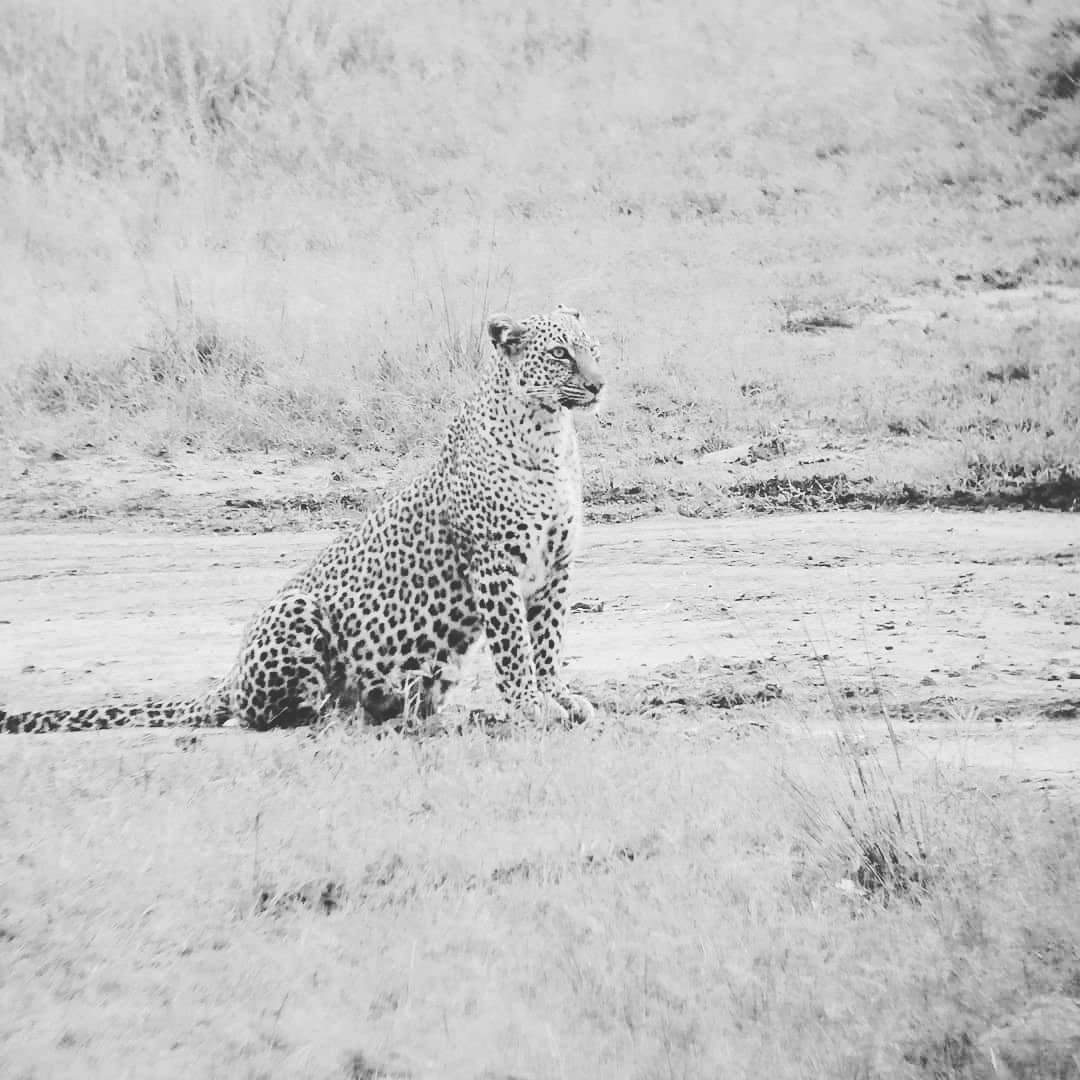 JackleberryS's tweet photo. Bahati our resident leopard. #luxurytravels #karibu #kenyaexperience #kenyansafaris #leopards #elusive #elusivecats #SafariLive #TravelDiaries #CatsOfTwitter #catsofinstagram #Leopards @natgeowild @NatGeoPhotos @citizentvkenya @tomsairowua @BBCEarth @BBCWorld https://t.co/1J8udaMrrt