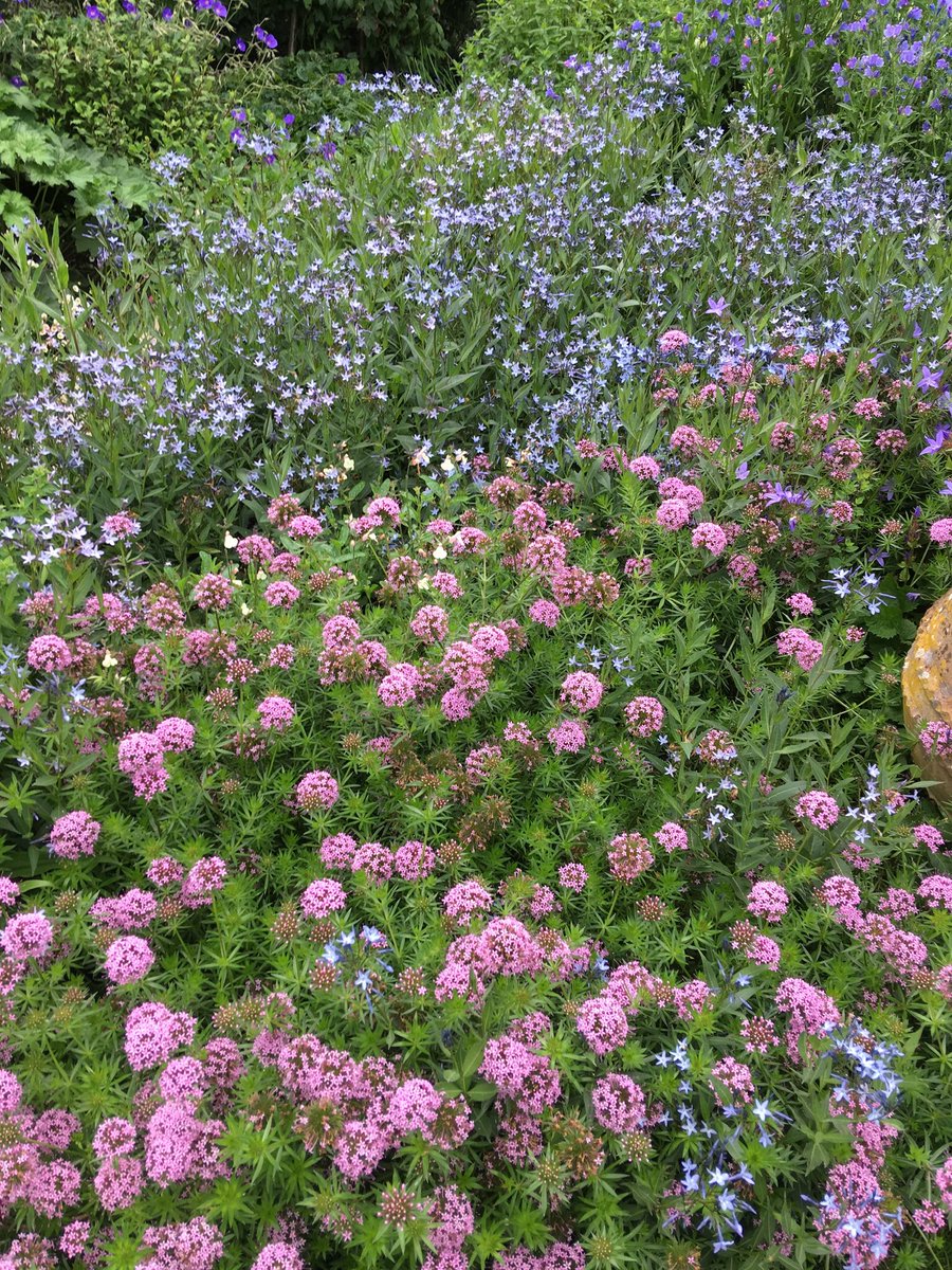 TownPlaceGarden's tweet photo. Plants that attract attention from visitors. Phuopsis stylosa and Amsonia orientalis. Garden is next open on Sunday 30th at 2 for NGS. #Sussex #gardenvisits #herbs #cottagegarden https://t.co/UoET3jMGzn