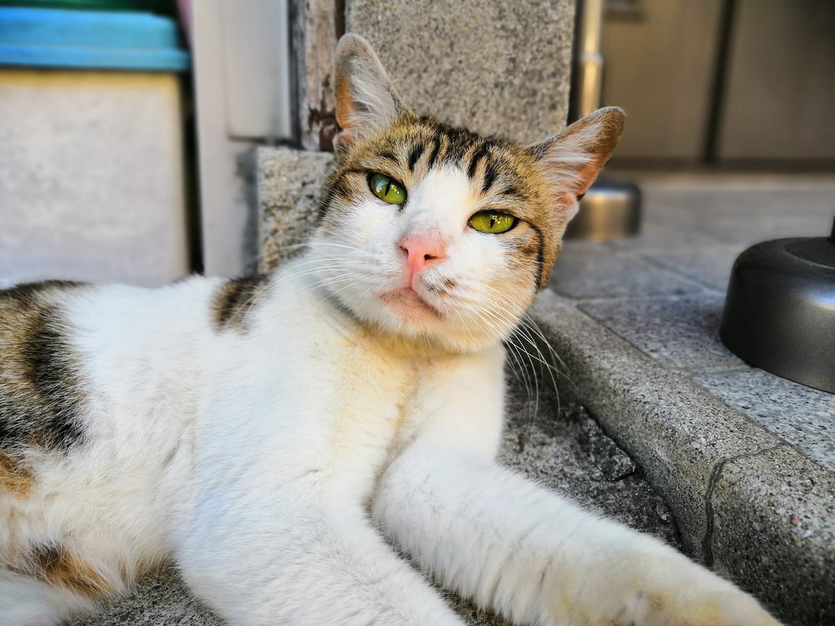 きょうのにゃんこ。そのへんで寝てたメス猫。とても人馴れしています。近所で立ち退きと片付けが進むゴミ屋敷でごはんをもらっていたネコが流れてきたらしい。おとなしそうなのですが、先住のペルシャ風ネコとケンカするらしい。