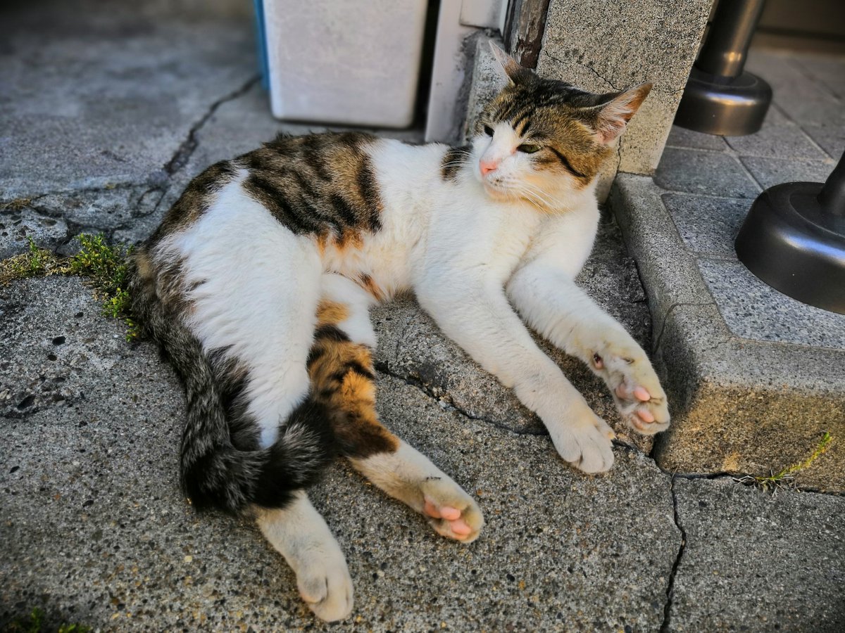 busaik's tweet photo. きょうのにゃんこ。そのへんで寝てたメス猫。とても人馴れしています。近所で立ち退きと片付けが進むゴミ屋敷でごはんをもらっていたネコが流れてきたらしい。おとなしそうなのですが、先住のペルシャ風ネコとケンカするらしい。 https://t.co/24fqHd0R3W
