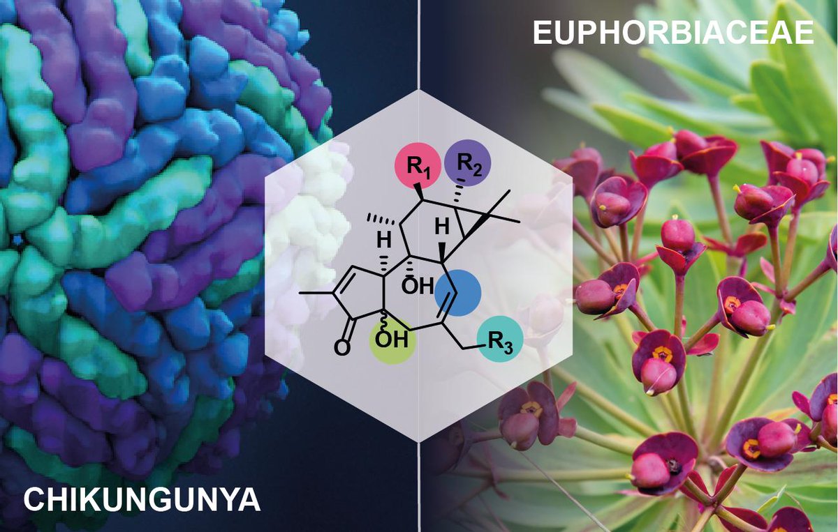 PSMISB's tweet photo. Take a look at our latest review in @Molecules_MDPI on macrocyclic diterpenoids from Euphorbiaceae with anti-CHIKV potential. https://t.co/gVh3OLUf63. https://t.co/Xh4y1mI1kE