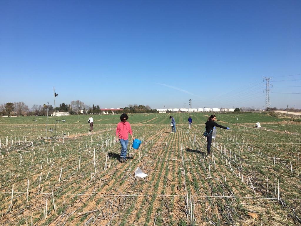 AGRISOST_CM's tweet photo. En #AGRISOST-CM, Programa Actividades I+D en la @ComunidadMadrid coordinado desde #CEIGRAM @etsiaab @La_UPM, colaboramos con empresas de fertilizantes, semillas, alimentación y big data para facilitar una agricultura sostenible, climáticamente inteligente y digitalizada en España https://t.co/IY8joqzlyj