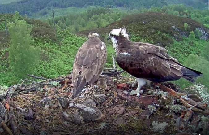 geemeff's tweet photo. #PerilsOfBeingAnArmchairExpert! @RSPB forum consensus of this morning's #intruder on the #LochArkaigOsprey nest is it was #Louis, see @WoodlandTrust ©photo, explains #Aila's reaction. The 'intruder' just looked so small and scrawny but a broken feather seems to give #positiveID https://t.co/8u5JQ8Jz6N