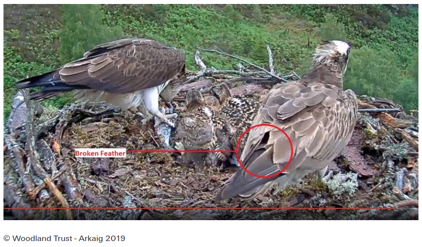 geemeff's tweet photo. #PerilsOfBeingAnArmchairExpert! @RSPB forum consensus of this morning's #intruder on the #LochArkaigOsprey nest is it was #Louis, see @WoodlandTrust ©photo, explains #Aila's reaction. The 'intruder' just looked so small and scrawny but a broken feather seems to give #positiveID https://t.co/8u5JQ8Jz6N