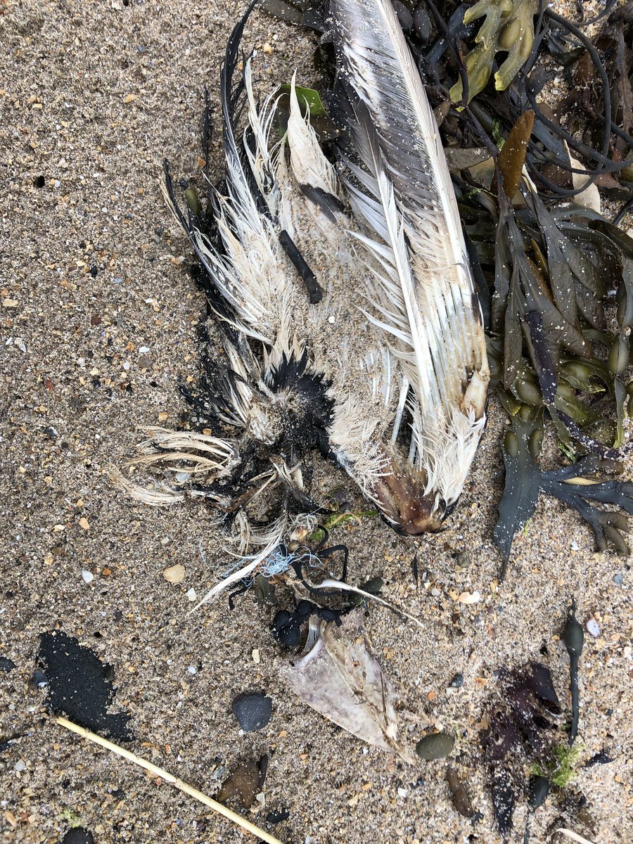 JaneHardlyever's tweet photo. #2MinuteBeachClean #SeatonPoint #NorthumberlandCoast #monofilament #ghostfishing around the birds neck skeleton #pollution #fishing @N_IFCA @RSPB_N_England @coast_care @northcoastaonb @NorthWildlife @alnwickgazette @bbcnewcastle @B_W_R @N_landCouncil @NorthSeaWT @farnesdiving https://t.co/WdPwaErufv