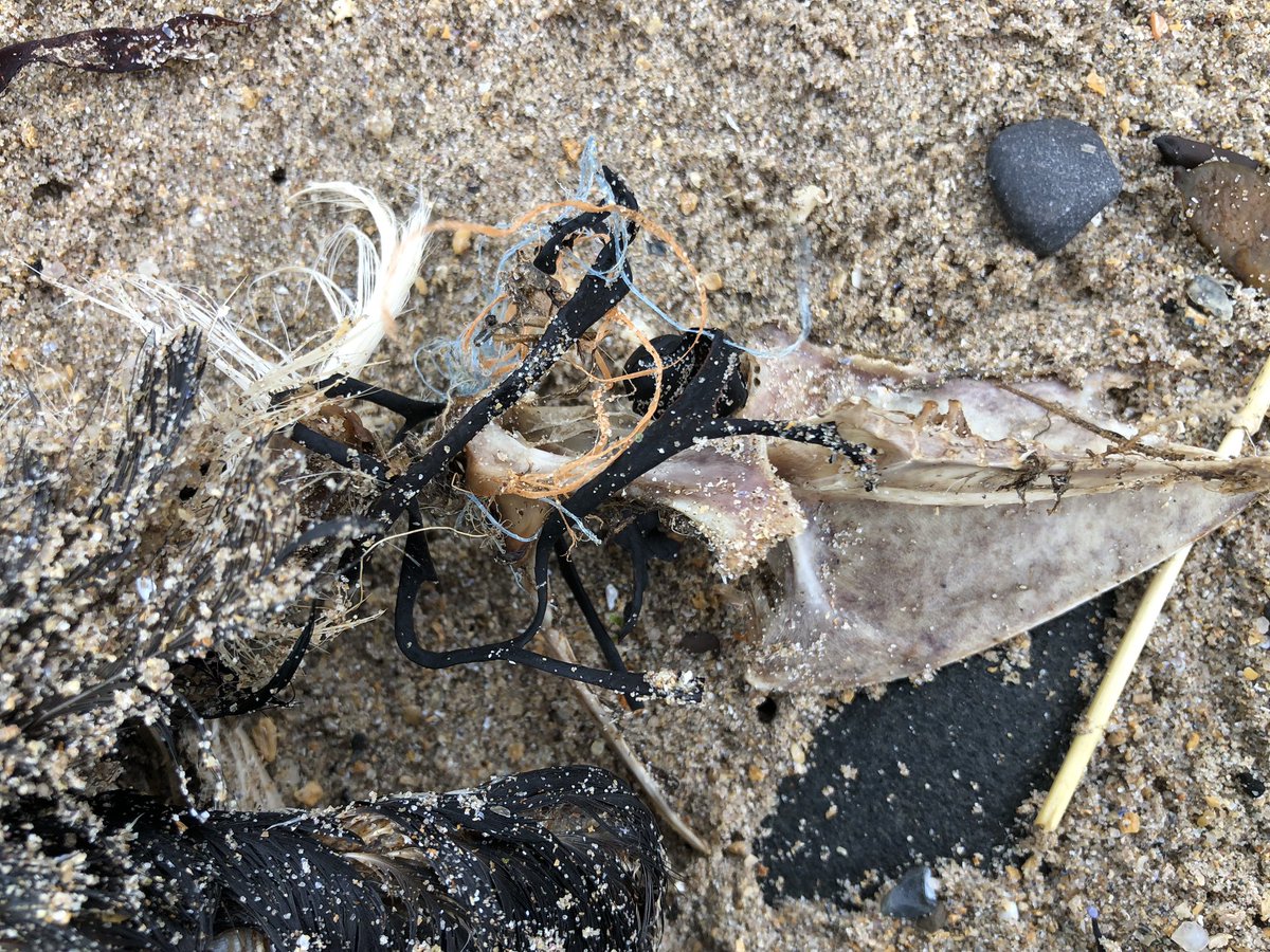JaneHardlyever's tweet photo. #2MinuteBeachClean #SeatonPoint #NorthumberlandCoast #monofilament #ghostfishing around the birds neck skeleton #pollution #fishing @N_IFCA @RSPB_N_England @coast_care @northcoastaonb @NorthWildlife @alnwickgazette @bbcnewcastle @B_W_R @N_landCouncil @NorthSeaWT @farnesdiving https://t.co/WdPwaErufv