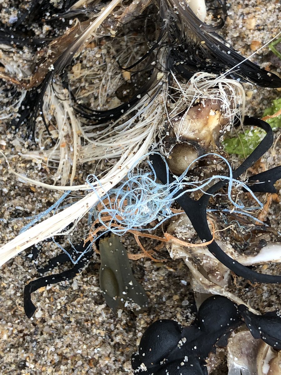 JaneHardlyever's tweet photo. #2MinuteBeachClean #SeatonPoint #NorthumberlandCoast #monofilament #ghostfishing around the birds neck skeleton #pollution #fishing @N_IFCA @RSPB_N_England @coast_care @northcoastaonb @NorthWildlife @alnwickgazette @bbcnewcastle @B_W_R @N_landCouncil @NorthSeaWT @farnesdiving https://t.co/WdPwaErufv