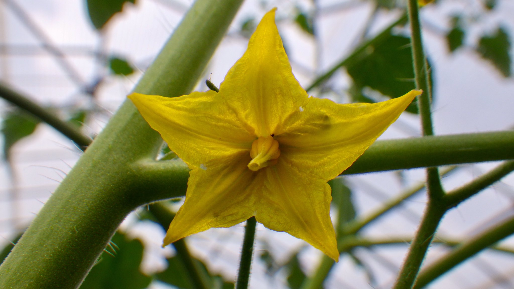 野菜工房 おおた 農家のパン屋さん準備中 トマトとキュウリの花 野菜に限らずですが 春から夏にかけて黄色い花が多い気がしますが 虫たちが好む色なのでしょうか たまたま黄色い花ばかり目につくのかも知れませんが 笑 トマト キュウリ