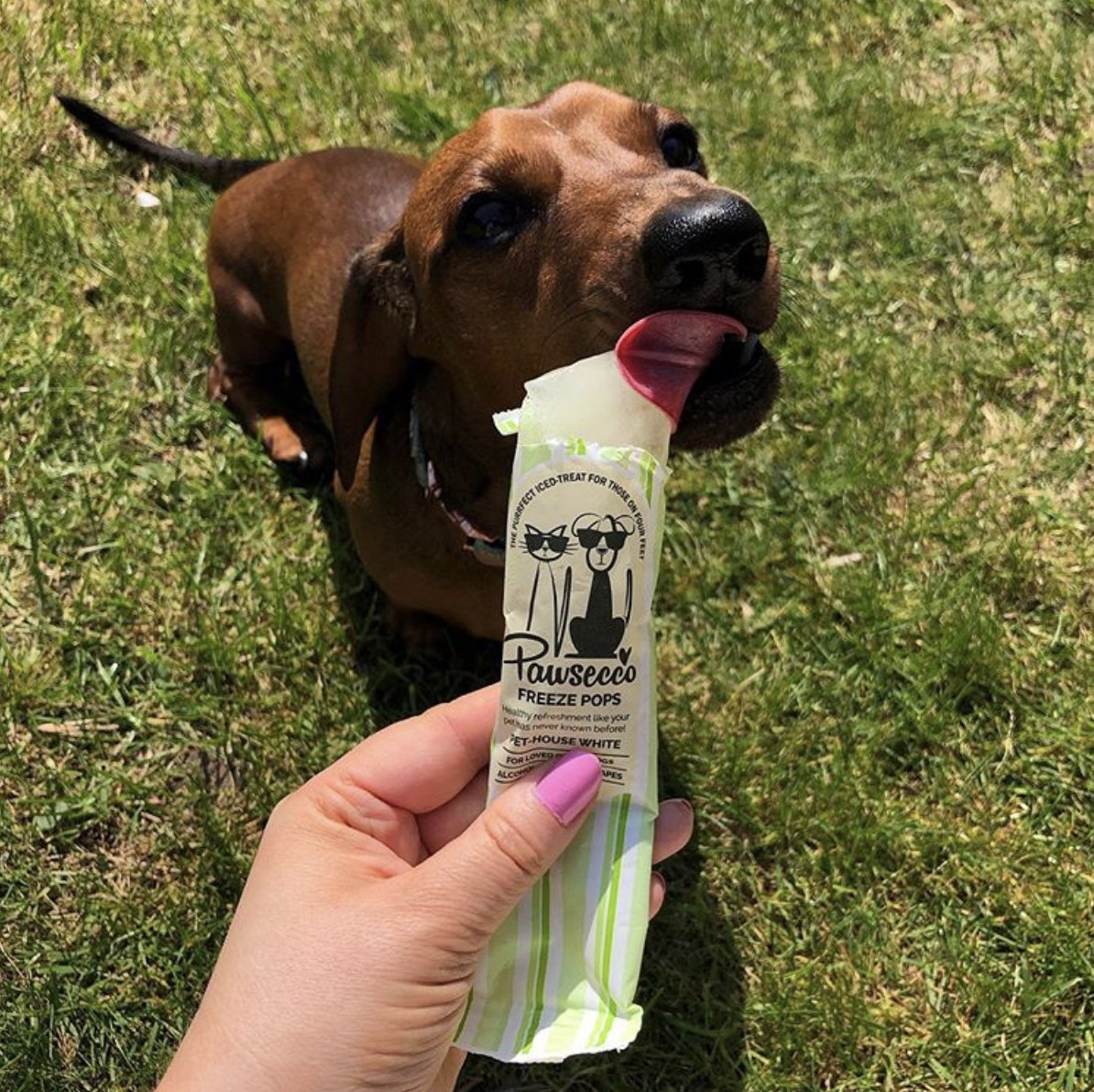 Why not treat your pet to a Pawsecco Pop this summer paw-fect for those special occasions! ❤️🐾
📸: @milotheminidach
#Rosewoodpet #Rosewooddog #Pawsecco #pawseccopop #Woof&Brew #summer #treats #icelolly #yummy #treatime #dax