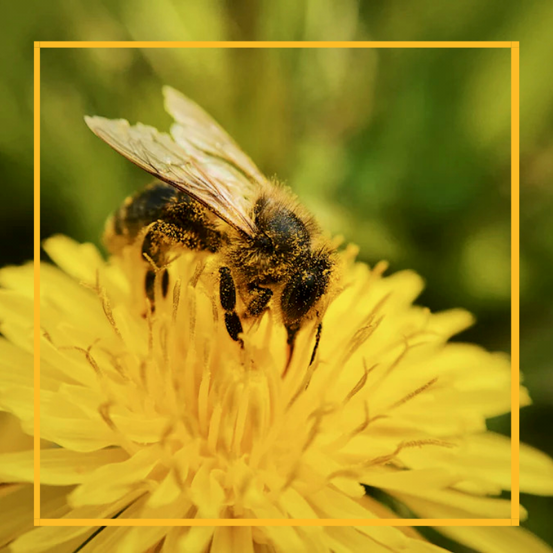 SoBGreen1's tweet photo. Fun Fact: Did you know that Bees Protect Crops from Wild Elephants?
Elephants, it turns out, are afraid of loudly buzzing bees and their stings🐘 🐝.
#Honey #funfacts #healthy #green #madeinghana #local #sobgreen https://t.co/2bxG0fZ5r7