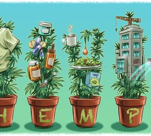 ResourceCbd's tweet photo. #Hemp is seen as a commodity in demand. If you are thinking of cashing in on the craze, you need to learn how to cultivate 👇

https://t.co/l9cA5D7Biu https://t.co/ahaBcae8S5
