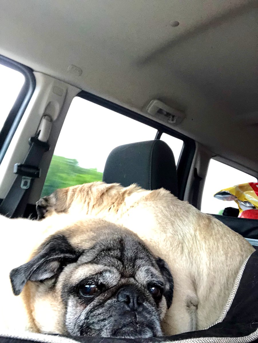 LisaAlesci's tweet photo. #DougAndDaniel headinโ to New York for a vet visit. Taking the CT ferry. What good boys. Some pics from the road... #AdoptDontShop #Pugs https://t.co/Pb6wDWsfLD