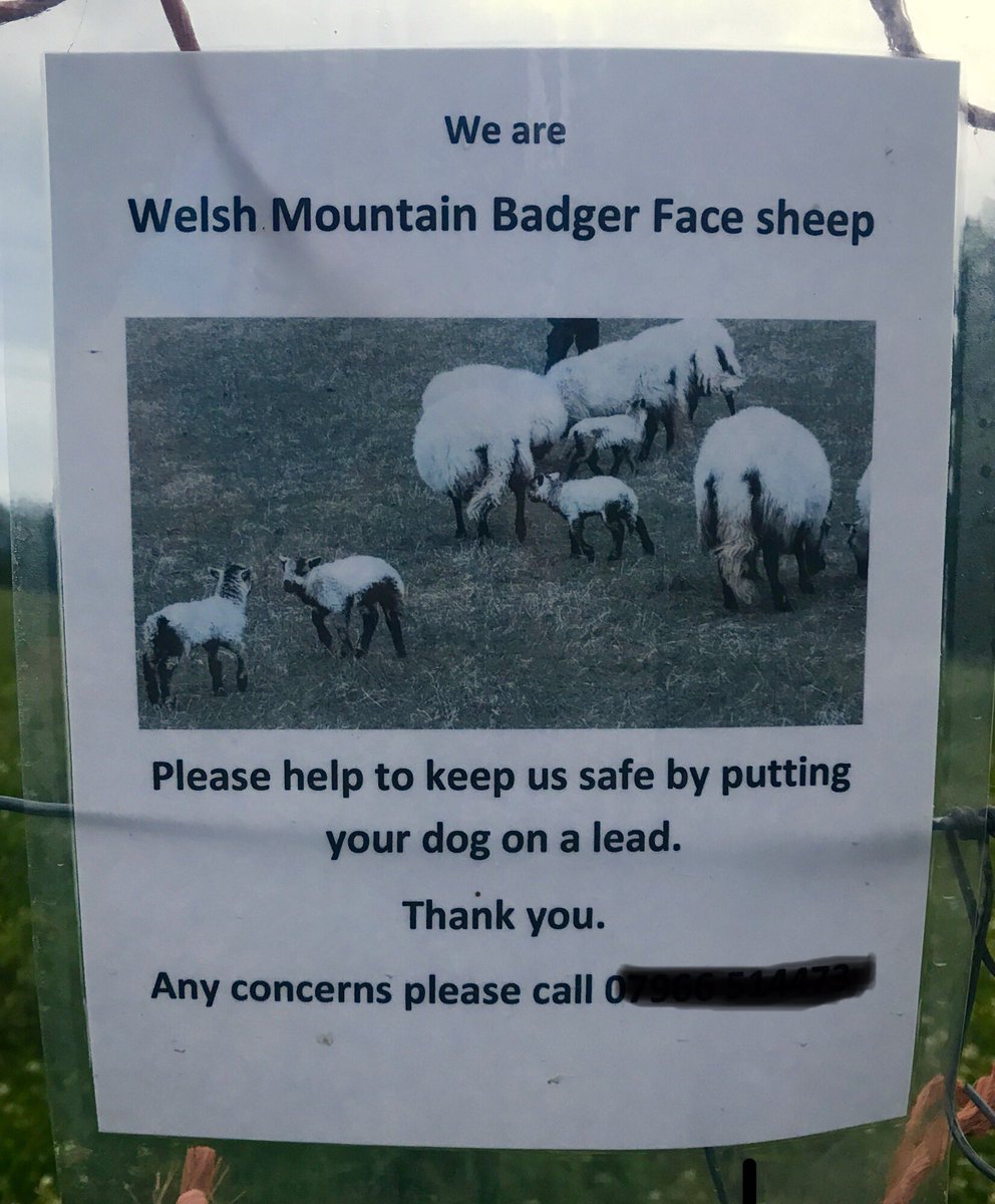 DaviesUD's tweet image. Saw this on last nights run on the South Downs wish there was more of this rather than the usual ‘they’re sheep but don’t know which ones’ really good engagement @sdnpa #learntsomethingnew