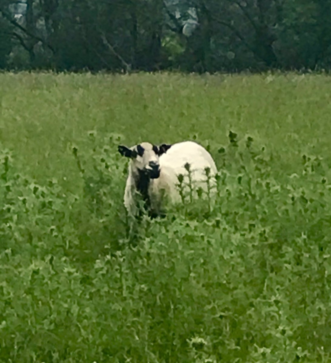 DaviesUD's tweet image. Saw this on last nights run on the South Downs wish there was more of this rather than the usual ‘they’re sheep but don’t know which ones’ really good engagement @sdnpa #learntsomethingnew