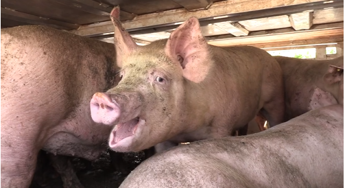 Yesterday at the #SlaughterHouse in Vion, workers messed around with fans, tarps and hoses in the parking lot. But our footage shows the #animals were already over #heated upon arrival, and then they had to wait more than an hour in trailers in full sun . facebook.com/AnimalRightsNL…