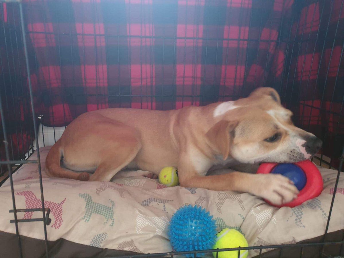 NWDogRescue's tweet photo. And here I have some AMAZING news for you ..... the beautiful baby that is Skye is away to test drive a sofa! Please cross your paws and wish her the very best of luck 🍀🍀🍀🧡 https://t.co/ibmvbxAfci