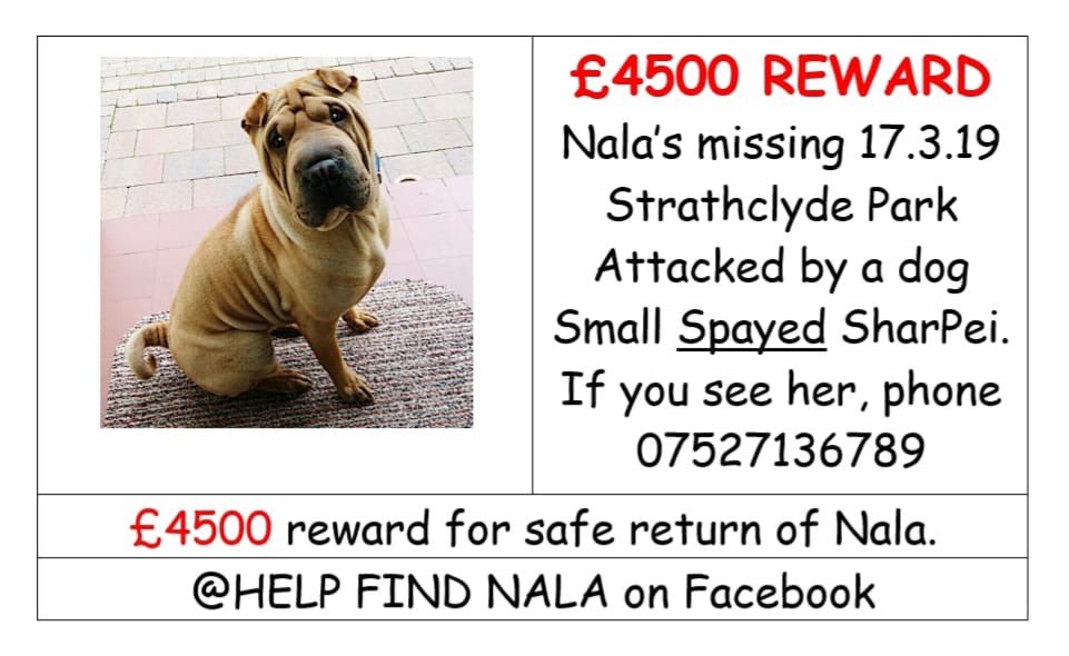 HelpFind_Nala's tweet photo. So many more people are helping to spread #HelpFindNalas story!
@crafty_coo is busy writing her list of everyone she needs to get business cards out to.. One amazing lady! Now let’s getting another lady who has stolen all of our hearts back to her mummy! #NalasArmy 🐶 https://t.co/UADSpZhXjp
