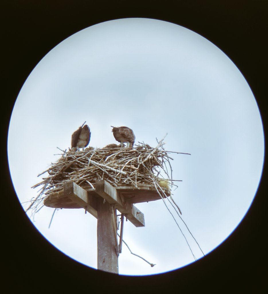 It's not even noon of Day 2 <a href="/WOWosprey/">Wings Over Water Osprey Education Program</a> project with a group of nationwide educators &amp; my mind is blown at the science, technology and engineering used to study the life of these incredible birds. Lots to bring back to the classroom this fall.