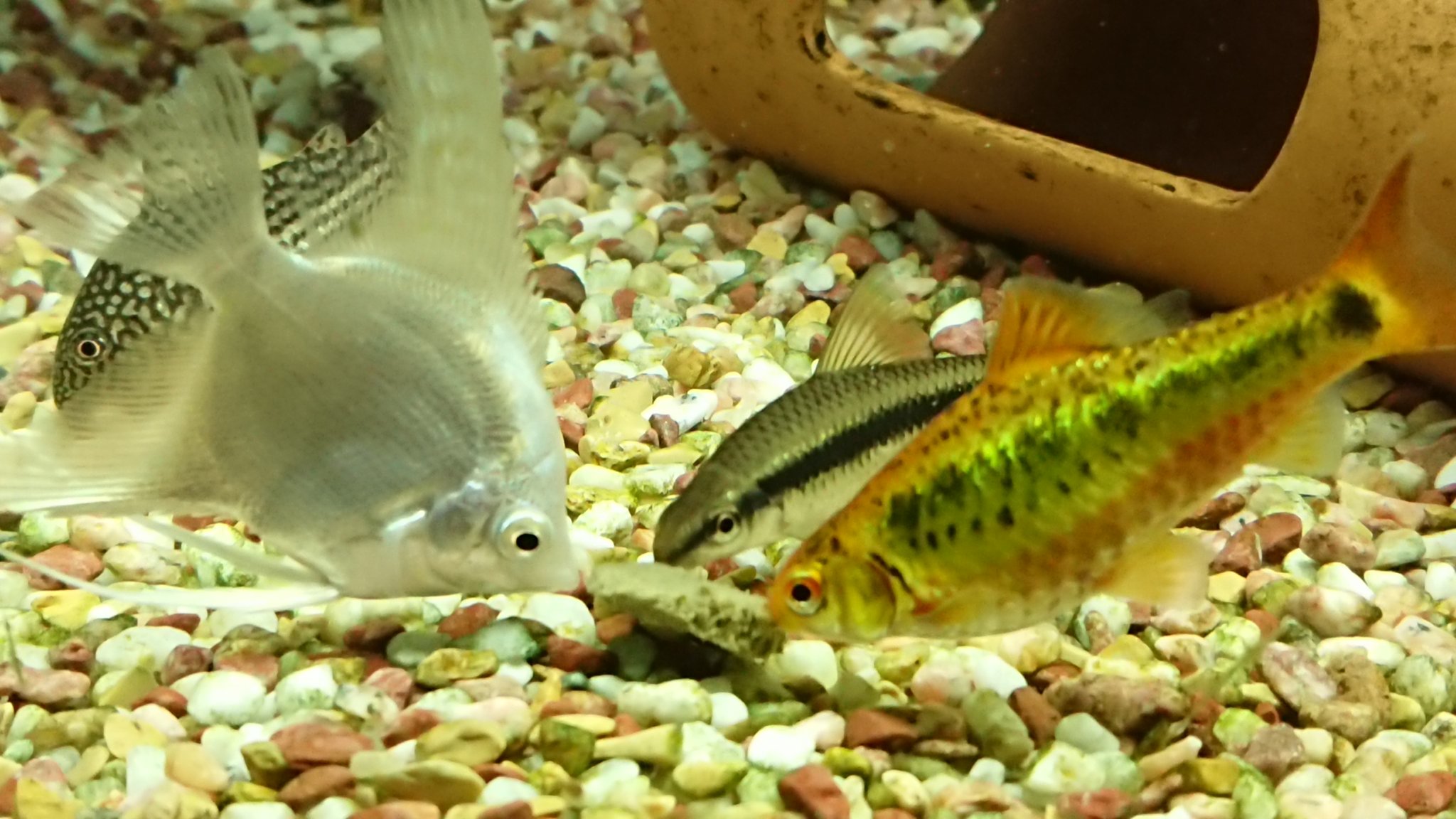 りゅう 雑多おたく垢 皆で仲良くごはん 熱帯魚 アクアリウム エンゼルフィッシュ フライングフォックス ゴールデンバルブ T Co V9dlxueg4j Twitter