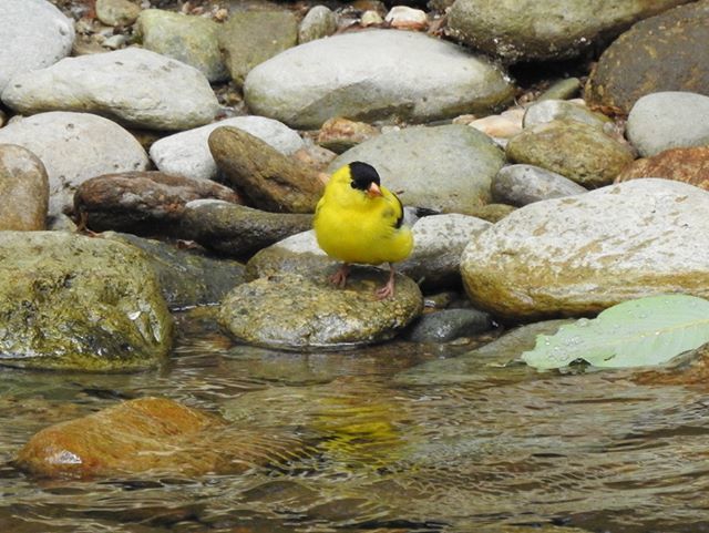 Seriiiously's tweet photo. A beautiful male goldfinch along the mountain rivers!Β ππΏΒ #seripixelbiologist #pixelbiologist #seriiiously #leafyforest #northcarolina #mountainsofmay #blueridgemountains #goldfinch https://t.co/uN8t9BFuQO https://t.co/4uQFFRNf5N