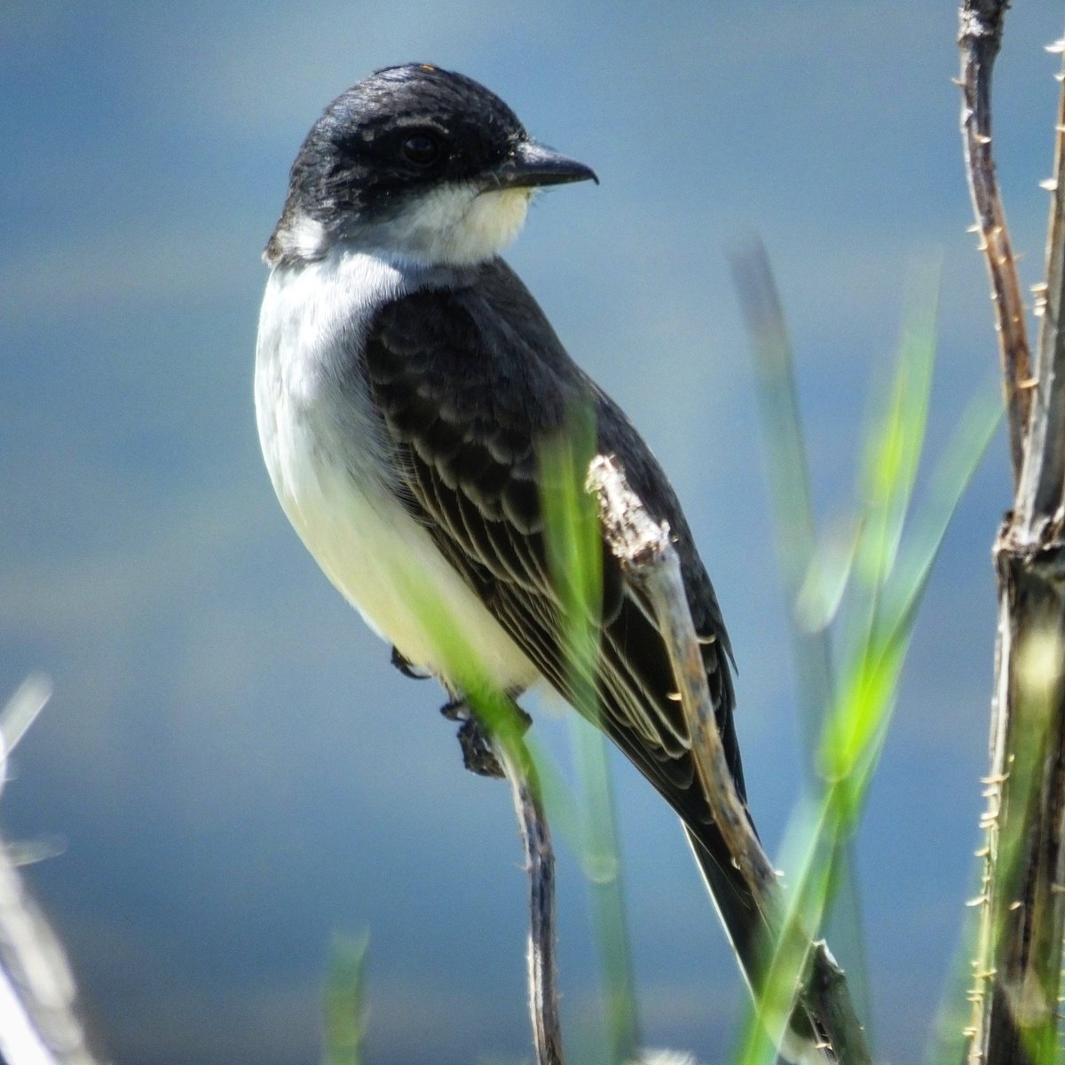 It was cool to find this uncommon Utah resident while checking trail cameras over the weekend. #easternkingbird #utahwildlife #utahbirds