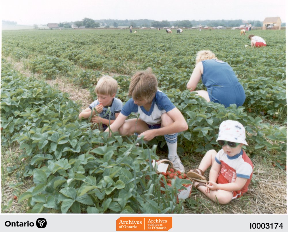 Children picking strawberries at a pick-your-own farm, Elora, Ontario, July 1983 (I0003174)