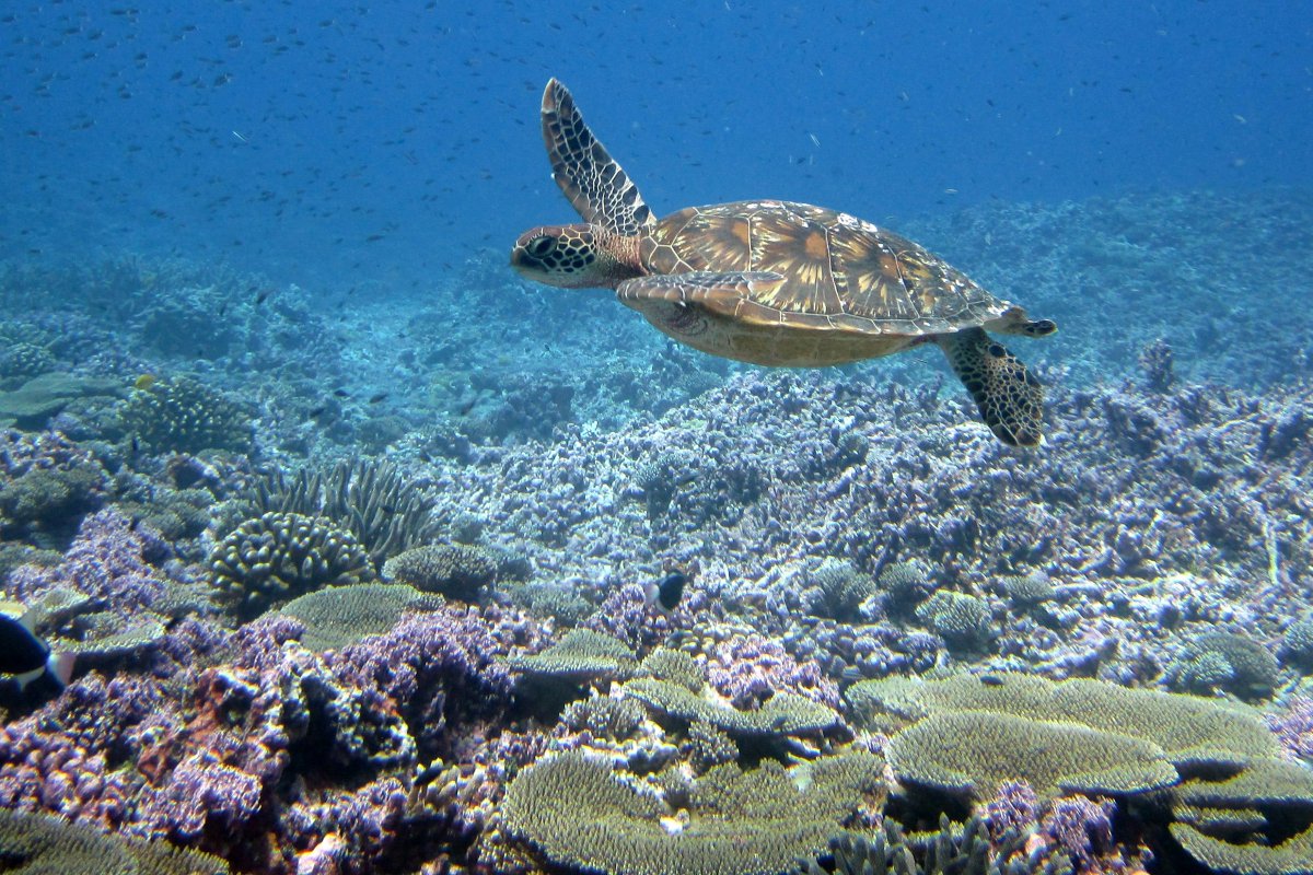 NOAAHabitat's tweet photo. Before #OceanMonth comes to an end, dive into our online campaigns and features, including #SeaTurtles, #fishing, #boating, #MarineNationalMonuments, and a new #CoralStudy! https://t.co/moVvhJZjWN https://t.co/sRlNExLLXo