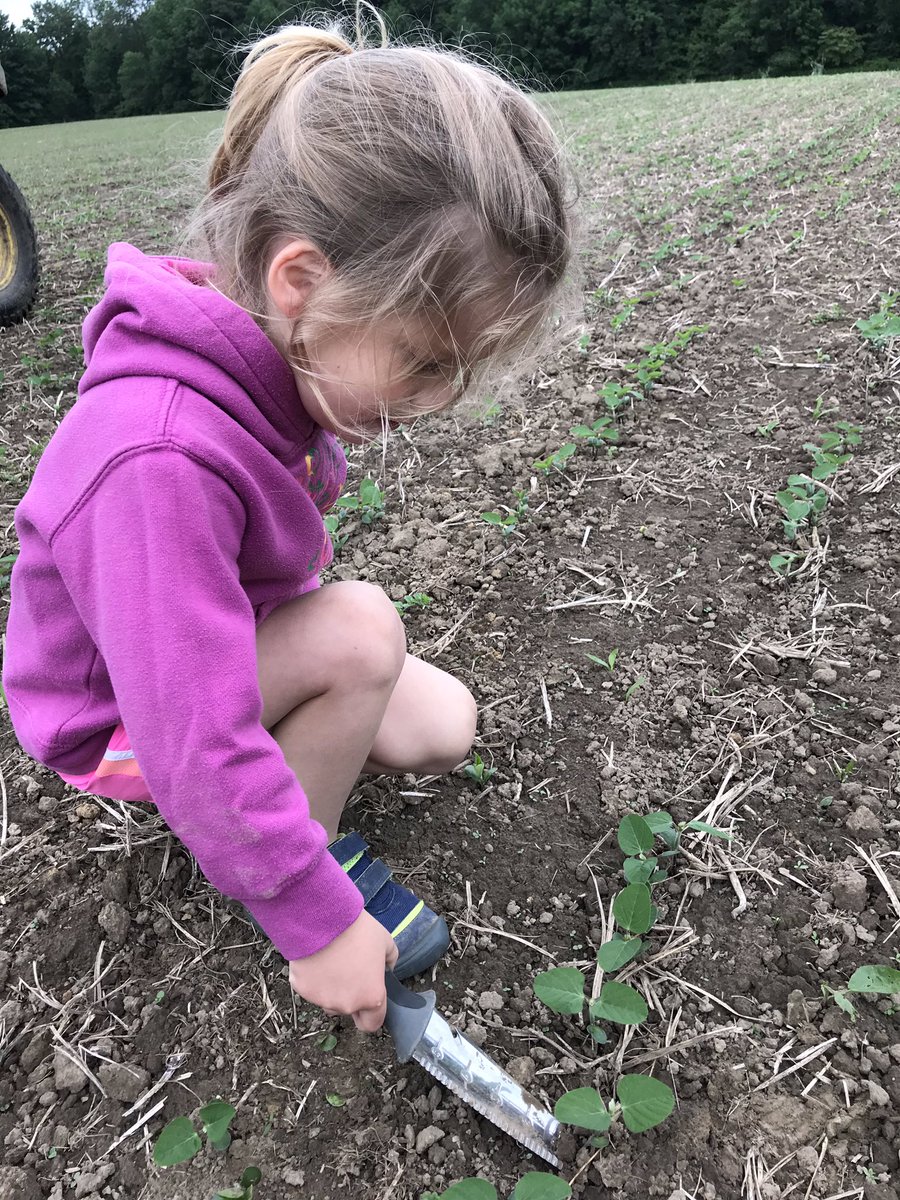 Checking out some soybeans today with my sidekick #Scout19 #farmkid #OntAg #spray19