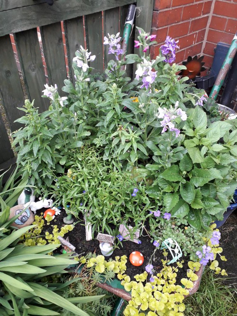 My orange lilys have just opened today.. look how beautiful this part of my garden is... also the flamingo plant is just stunning second year it's come up now xx
