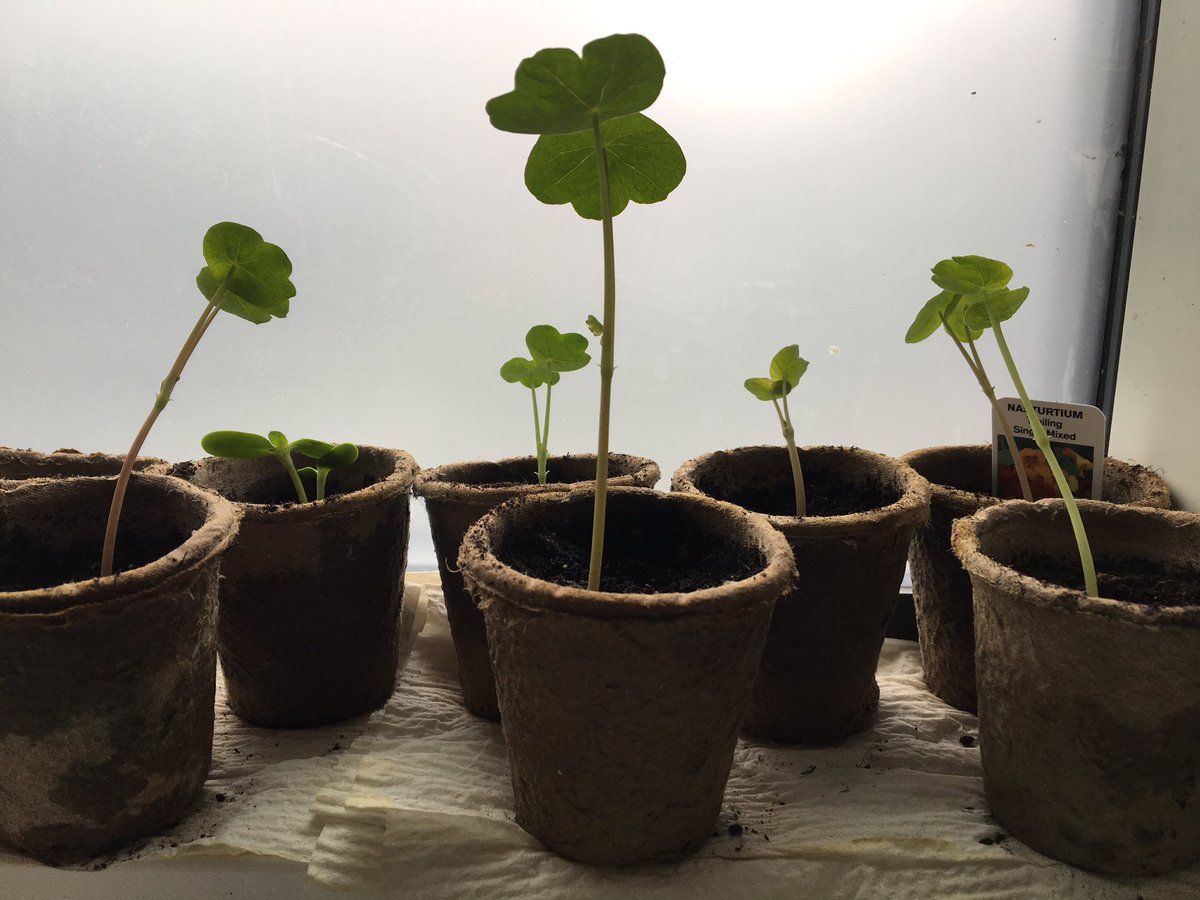 Growing seeds on Regency Ward, reaching for the light! #recoverythroughactivity #OccupationalTherapy #MentalHealthMatters