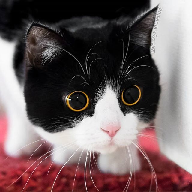 Izzy & Zoë tweet media