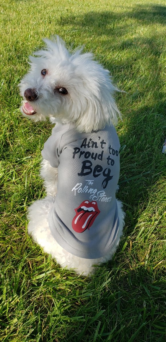 chrystaldowns's tweet photo. "Walking the dog. I'm just a walking the dog" and counting down the hours until I see @RollingStones tonight! #stonesnofilter #whoainttooproudtobeg https://t.co/X2QAw2JjMG