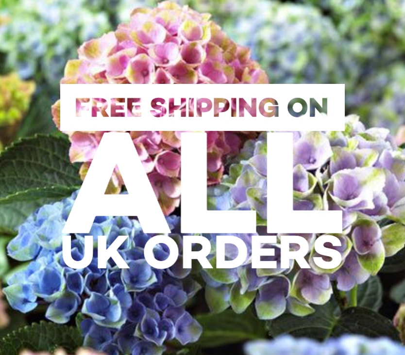 RBIKitty's tweet photo. Free Shipping Starts Now!... 

https://t.co/3MyCkPsvji https://t.co/vFn1xvXP2t